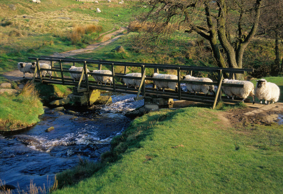 Gritstone sheep crossing a bridge on the Longshaw Estate, Derbyshire