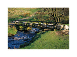 Gritstone sheep crossing a bridge on the Longshaw Estate, Derbyshire