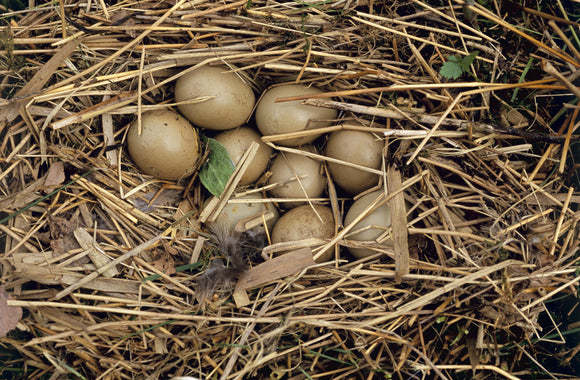 Pheasant's nest with clutch of eggs at Wicken Fen, Cambridgeshire