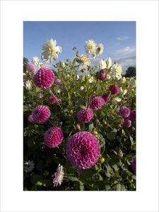 Close view of purple pom-pom dahlias in the garden at Baddesley Clinton, Solihull, Warwickshire