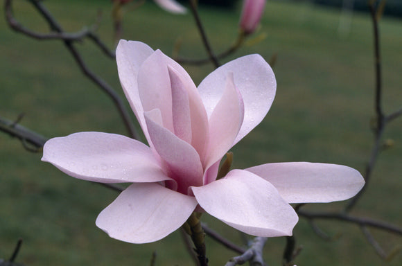 Detail of a Magnolia 'Anne Rose' in the garden at Nymans