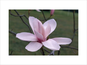 Detail of a Magnolia 'Anne Rose' in the garden at Nymans