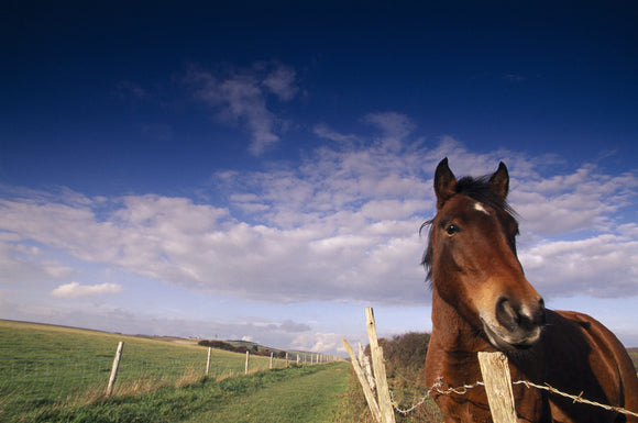 Close-up of a horse looking straight into the camera with farmland in the background, near Chyngton Farm, on the west bank of the River Cuckmere estuary, Seven Sisters