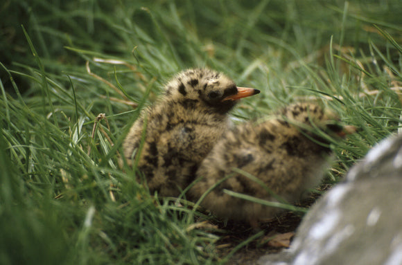 Two young birds amongst grass on the Farne Islands