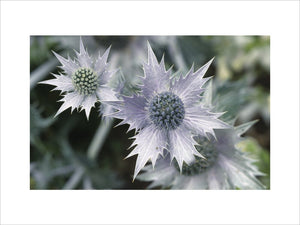A close up of some purple flower heads, they are part of the Eryngium or Sea holly family, with spiky petals and thistle like heads