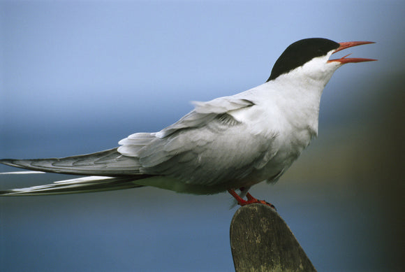 A lone Tern on a rock in the Farne Islands, the bird has long pointed wings and a forked tail