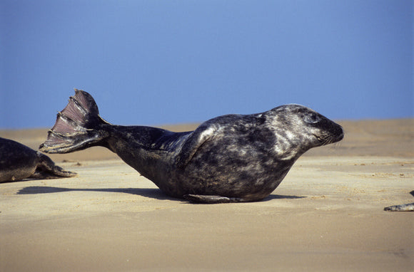 A seal on a beach at Blakeney Point, the solitary seal is balanced on its midriff on the yellow sand and the sky is a vivid blue in the background