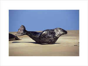A seal on a beach at Blakeney Point, the solitary seal is balanced on its midriff on the yellow sand and the sky is a vivid blue in the background