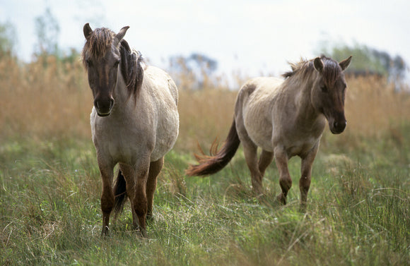 Konik ponies at Wicken Fen, Cambridgeshire