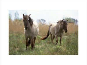 Konik ponies at Wicken Fen, Cambridgeshire