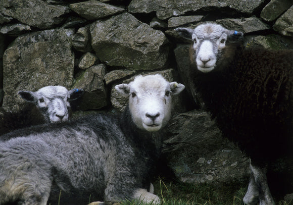 Herdwick sheep at Yew Tree Farm, Coniston, Lake District, Cumbria