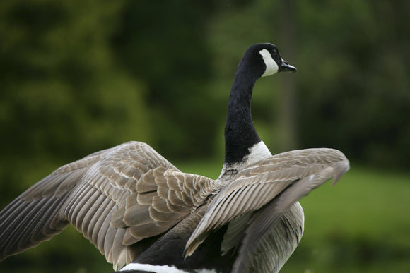 A Canada Goose flexing its wings on the lawn by the Turf Bridge at Stourhead, Wiltshire, UK