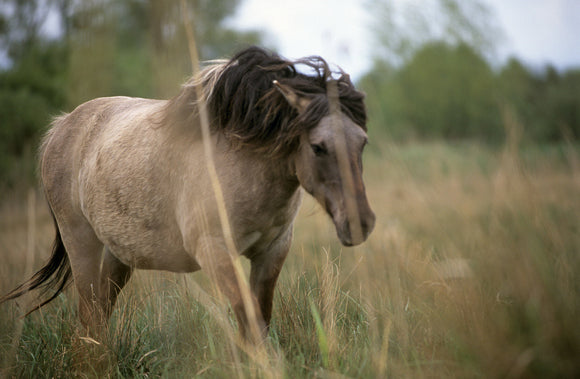 Konik pony at Wicken Fen, Cambridgeshire
