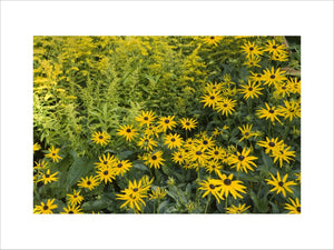 Rudbeckia and Solidago "Goldenmosa" (golden rod) in the border at the front of the house at Cliveden, Maidenhead, Buckinghamshire