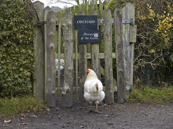Hen in the Apprentice House garden at Quarry Bank Mill, Styal