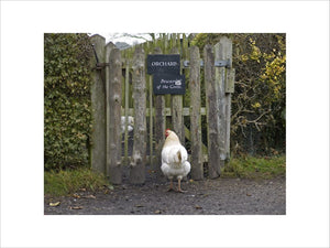 Hen in the Apprentice House garden at Quarry Bank Mill, Styal