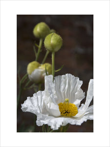 Close view of Romneya coulteri, Californian poppy, in the garden at Sizergh Castle, Cumbria, in July