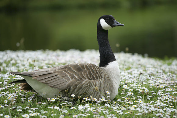 A Canada Goose sitting amongst daisies on the lawn by the Turf Bridge at Stourhead, Wiltshire, UK