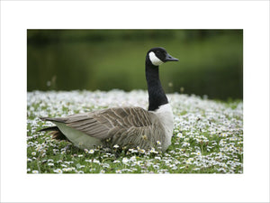A Canada Goose sitting amongst daisies on the lawn by the Turf Bridge at Stourhead, Wiltshire, UK