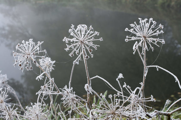 Frost highlighting the delicate structure of umbellifer seed heads, on the banks of the Rivery Wey Navigations, Send, Surrey in November