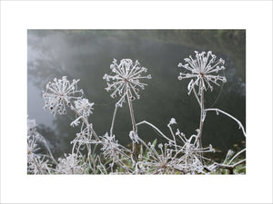 Frost highlighting the delicate structure of umbellifer seed heads, on the banks of the Rivery Wey Navigations, Send, Surrey in November