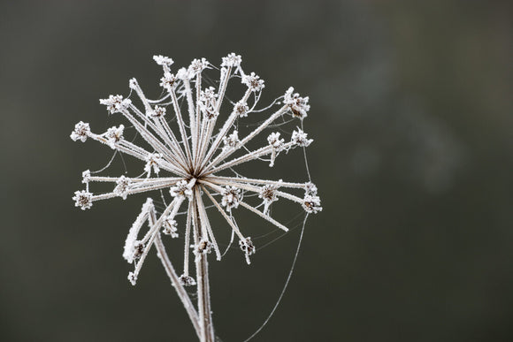 Frost highlighting the delicate structure of an umbellifer seed head, on the banks of the Rivery Wey Navigations, Send, Surrey in November