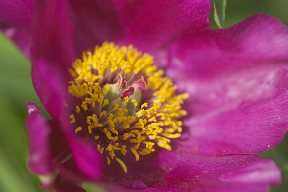 Close view of a Peony flower head in the garden at Hidcote Manor Garden, Gloucestershire