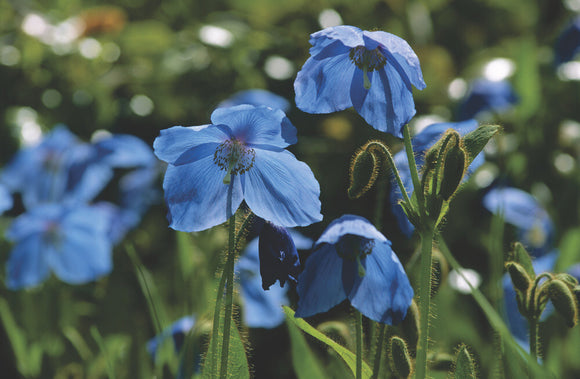 Close-up of blue poppies (meconopsis betonicifolia) at Rowallane Garden bathed in sunlight