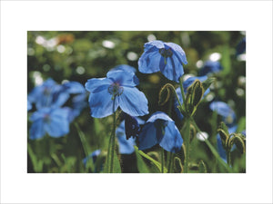 Close-up of blue poppies (meconopsis betonicifolia) at Rowallane Garden bathed in sunlight