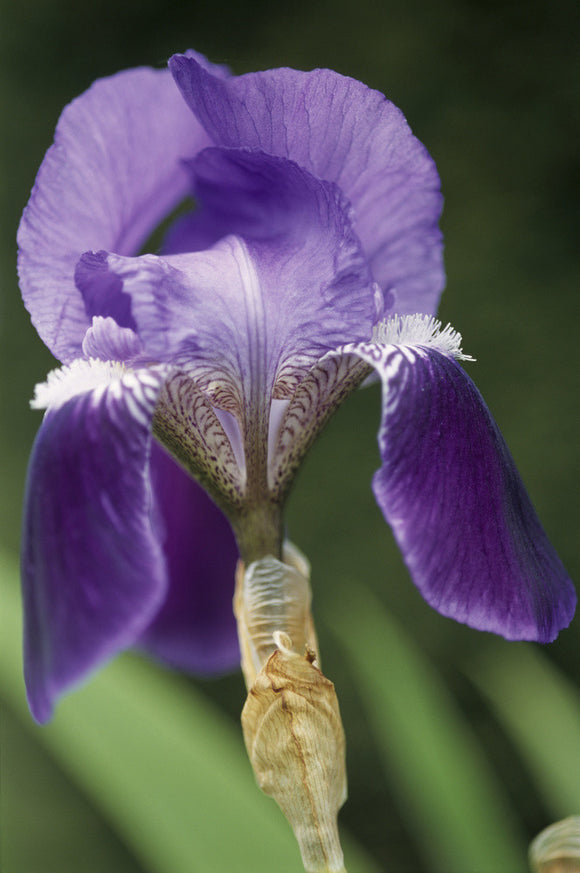 Detail of a Bearded Iris at The Courts Garden