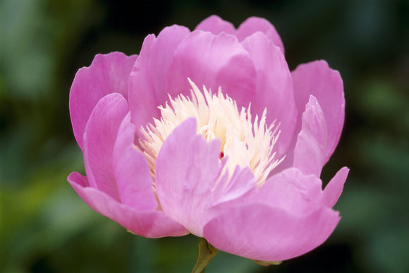 Detail of Paeonia 'bowl of beauty' (Peony) in The Courts Garden