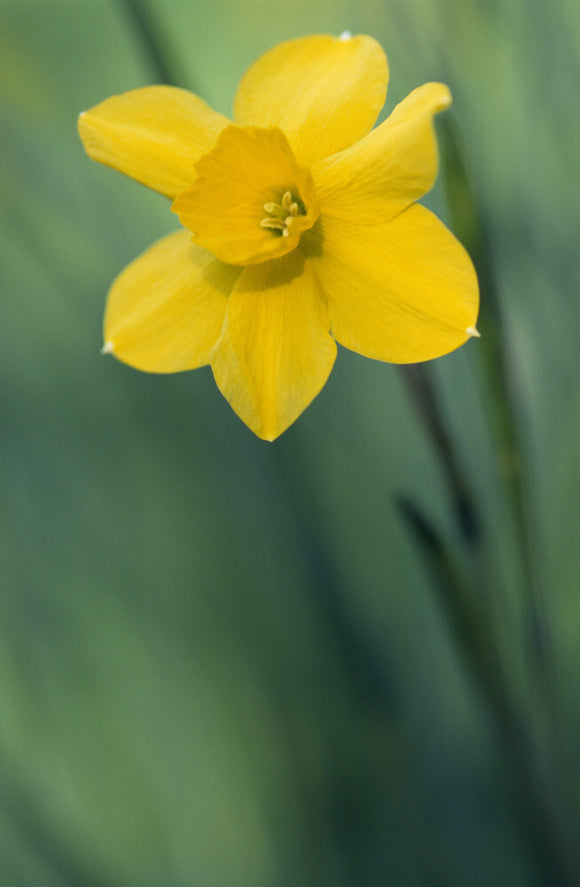 Close-up detail of single Daffodil (Narcissus) flowering at springtime in the gardens of Hinton Ampner