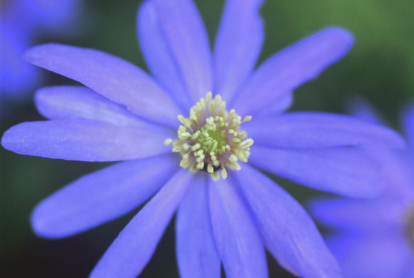 A close up view of an Anemone 'Blanda', taken in the garden at Hinton Ampner, showing the delicate purple petals