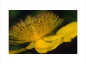 Detail of a Hypericum with stamens, in the Hypericum Walk