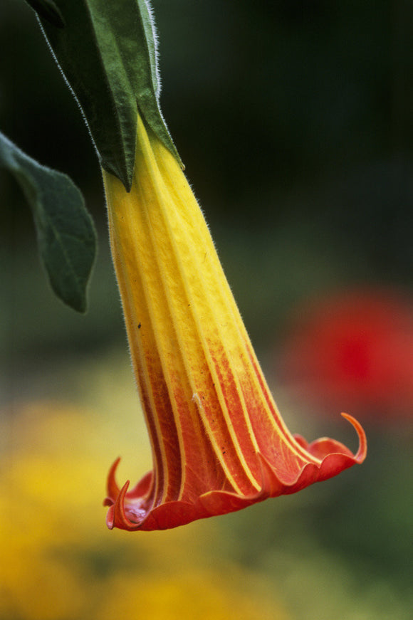 Close-up of an Angel's Trumpet (Brugmansia sanguinea (syn. Datura sanguinea) blooming in Nymans Garden, Sussex