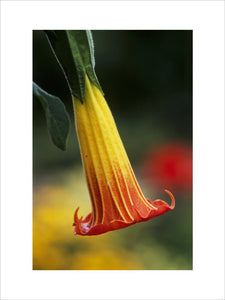 Close-up of an Angel's Trumpet (Brugmansia sanguinea (syn. Datura sanguinea) blooming in Nymans Garden, Sussex