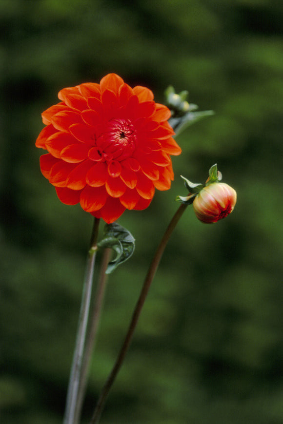Close-up of the flower head of the red Dahlia growing in Nymans Garden, Sussex