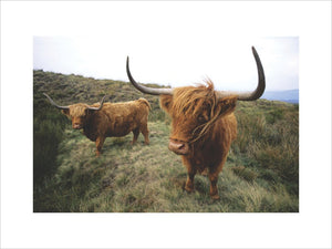 Highland cattle on the Moor