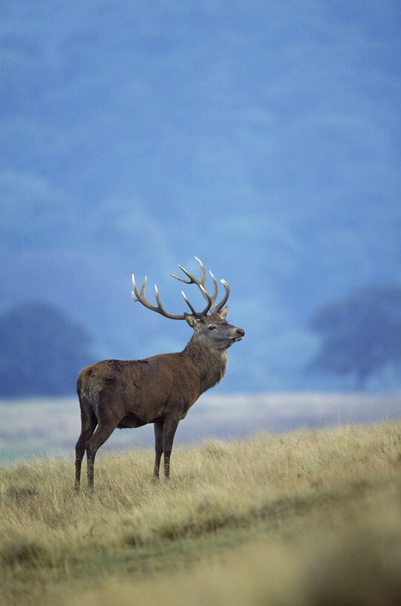 A mature stag, during the rutting season, on Cage Hill