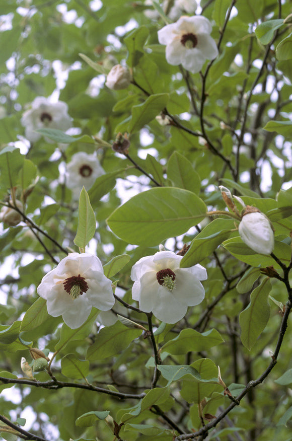 Magnolia Wilsonii in the garden at Rowallane