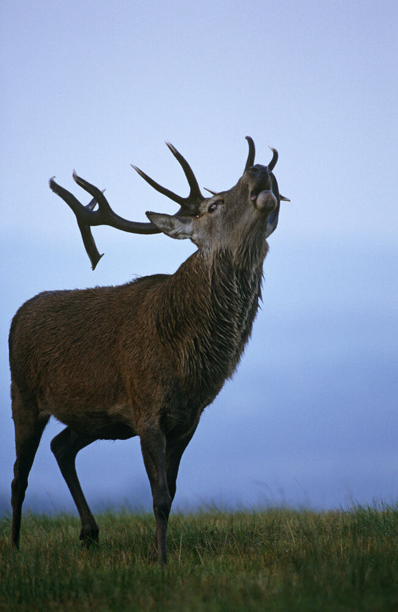 A mature stag roaring, during rutting, above Coalpit Clough, Lyme Park, Cheshire
