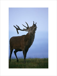 A mature stag roaring, during rutting, above Coalpit Clough, Lyme Park, Cheshire