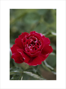 Close view of Rose 'Souvenir du Docteur Jamain' a red Bourbon rose at Greys Court