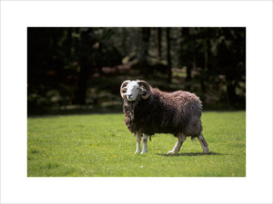 A Herdwick ram at High Yewdale Farm, Monk Coniston, standing on sunlit grass and looking at the camera