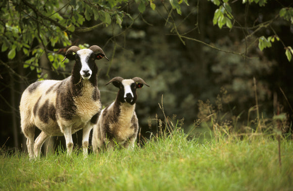 Two Jacob's sheep on the Brockhampton Estate