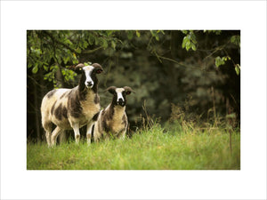Two Jacob's sheep on the Brockhampton Estate