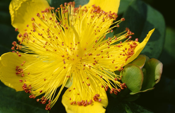 Detail of Hypericum showing petals and stamens, in the Hypericum Walk