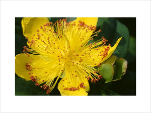 Detail of Hypericum showing petals and stamens, in the Hypericum Walk