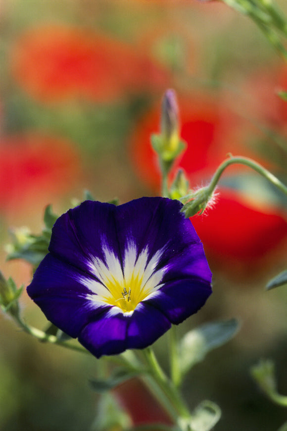 Close-up of a flower of Convolvulus tricolor 'Blue Flash', blooming in Nymans Garden, West Sussex