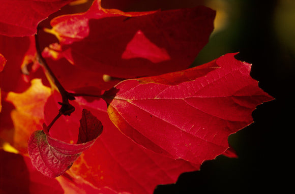 Close-up of the bright autumnal red leaves of Fothergilla major or monticola, growing in Sheffield Park Garden, West Sussex